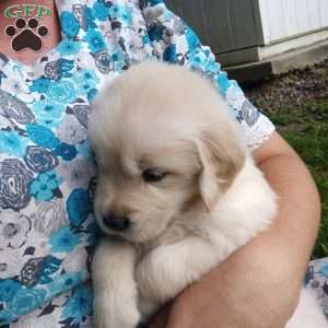 Pepper, English Cream Golden Retriever Puppy