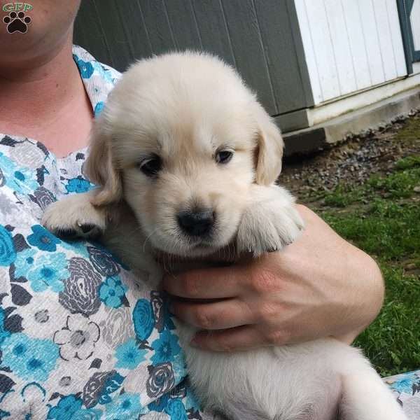 Pepper, English Cream Golden Retriever Puppy