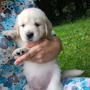 Pepper, English Cream Golden Retriever Puppy