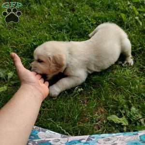 Pepper, English Cream Golden Retriever Puppy