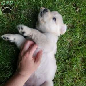 Pepper, English Cream Golden Retriever Puppy