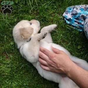 Pepper, English Cream Golden Retriever Puppy