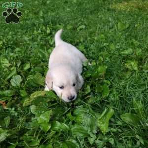 Pepper, English Cream Golden Retriever Puppy