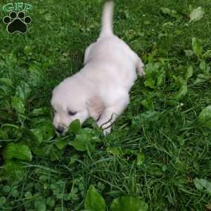 Pepper, English Cream Golden Retriever Puppy