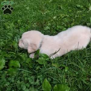 Pepper, English Cream Golden Retriever Puppy