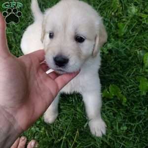 Pepper, English Cream Golden Retriever Puppy