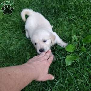 Pepper, English Cream Golden Retriever Puppy