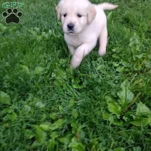 Pepper, English Cream Golden Retriever Puppy
