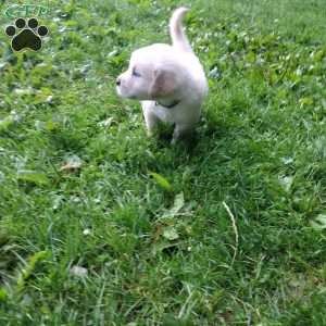 Pepper, English Cream Golden Retriever Puppy