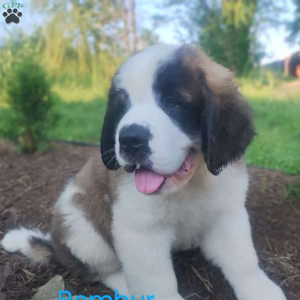 Bombur, Saint Bernard Puppy