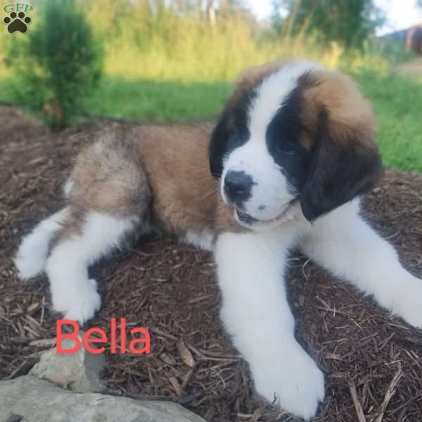Bella, Saint Bernard Puppy