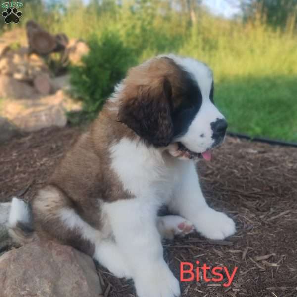 Bitsy, Saint Bernard Puppy