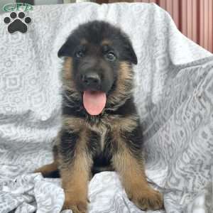 Chief, German Shepherd Puppy