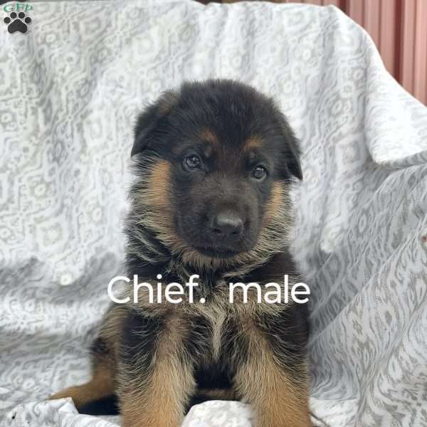 Chief, German Shepherd Puppy