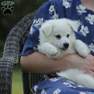 Asher, American Eskimo Puppy