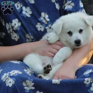 Asher, American Eskimo Puppy