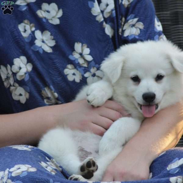 Asher, American Eskimo Puppy