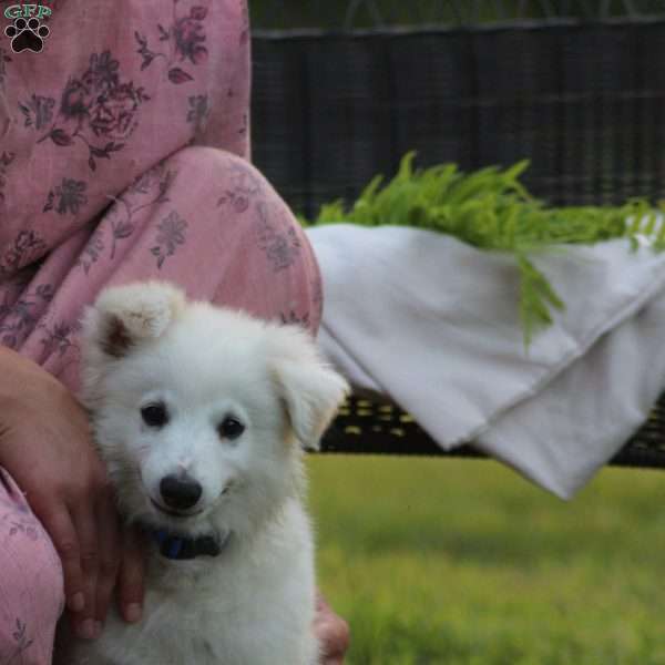 Alex, American Eskimo Puppy