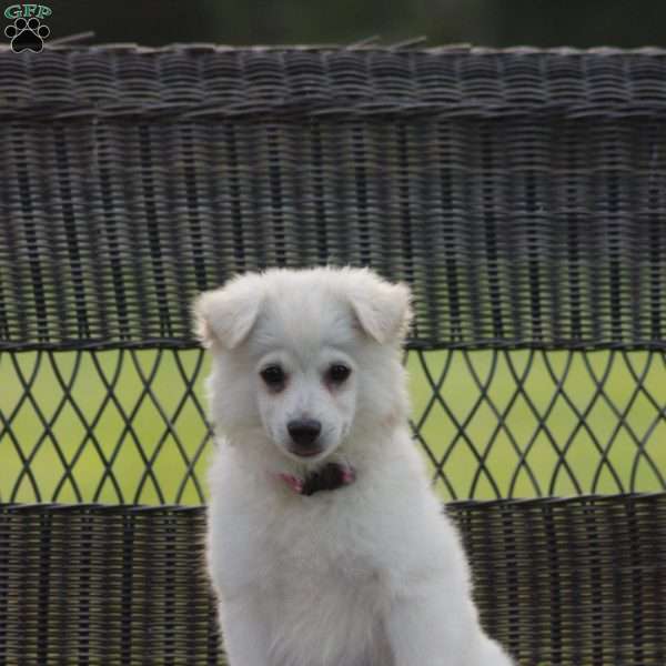 Dora, American Eskimo Puppy