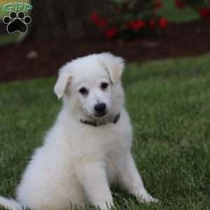 Toby, American Eskimo Puppy