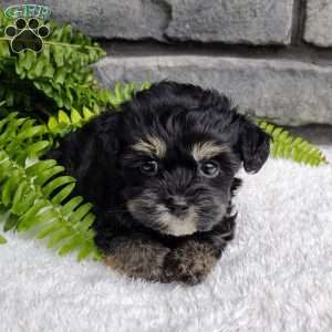 Callie, Havapoo Puppy