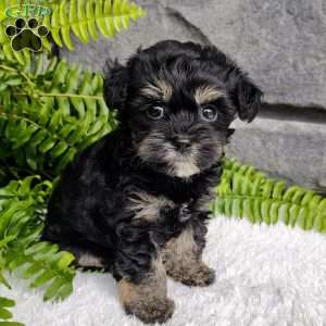 Callie, Havapoo Puppy