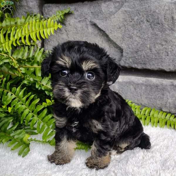 Callie, Havapoo Puppy