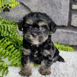 Callie, Havapoo Puppy