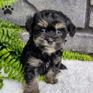 Callie, Havapoo Puppy