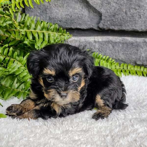 Bella, Havapoo Puppy