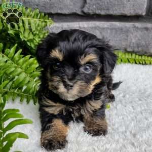 Bella, Havapoo Puppy