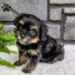 Bella, Havapoo Puppy