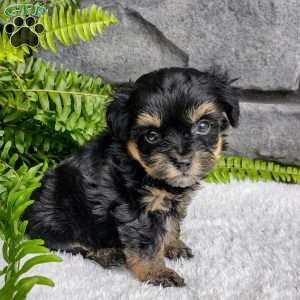 Bella, Havapoo Puppy