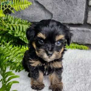 Bella, Havapoo Puppy