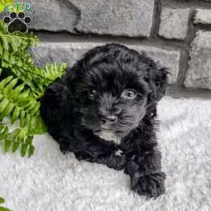 Ace, Havapoo Puppy