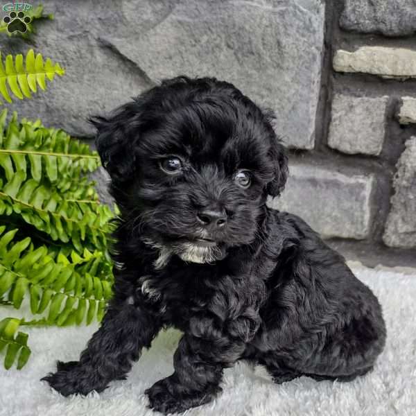 Ace, Havapoo Puppy