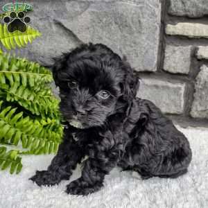 Ace, Havapoo Puppy