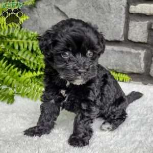 Ace, Havapoo Puppy