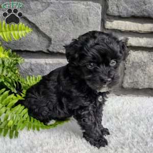 Ace, Havapoo Puppy
