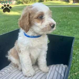 Asher, Mini Aussiedoodle Puppy