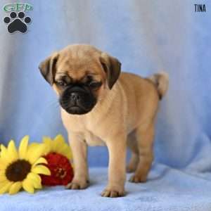 Tina, Jug Puppy