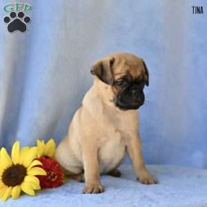Tina, Jug Puppy