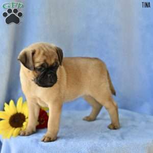 Tina, Jug Puppy