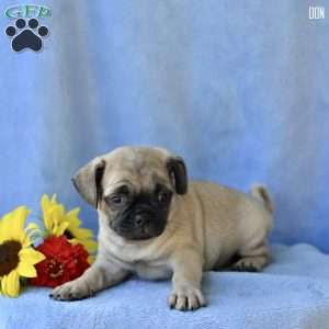 Don, Jug Puppy