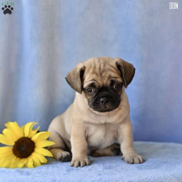 Don, Jug Puppy