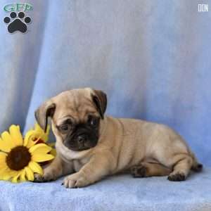 Don, Jug Puppy