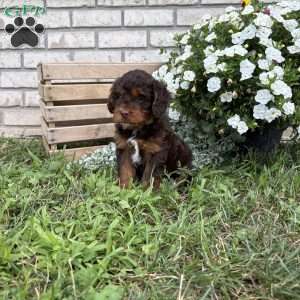 Lilly, Poogle Puppy
