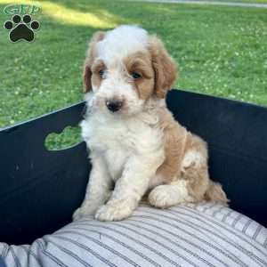 Asher, Mini Aussiedoodle Puppy