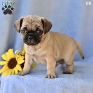 Don, Jug Puppy