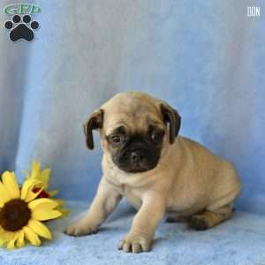 Don, Jug Puppy